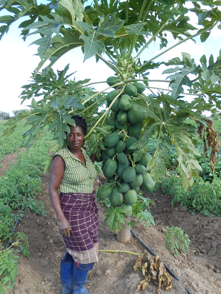 Transferência de tecnologia